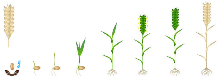 白色背景下小麦植株生长周期的研究