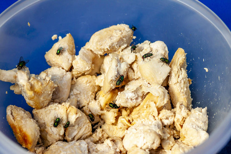 苍蝇散布在新鲜的肉照片