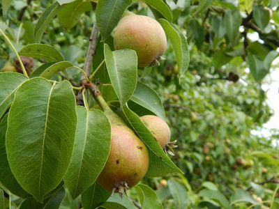 在花园里吃水果和蔬菜