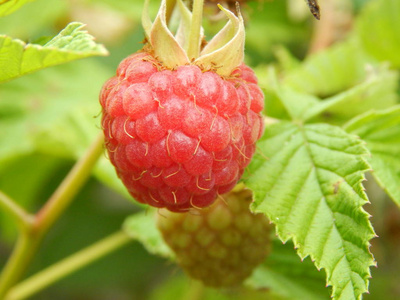 在花园里吃水果和蔬菜