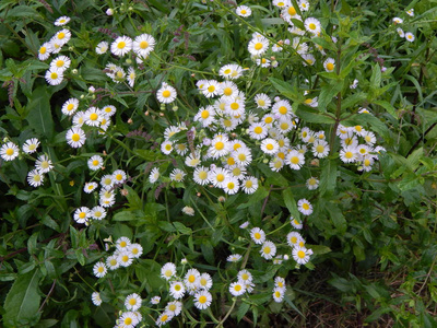 花园和花园里的花草