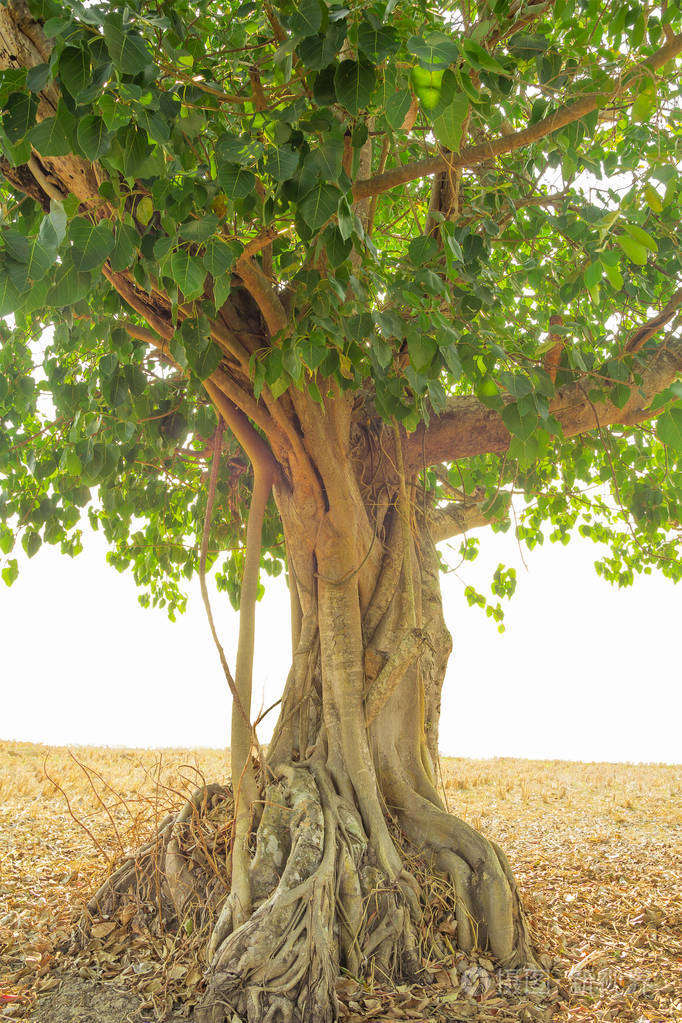 菩提树根隔白色背景