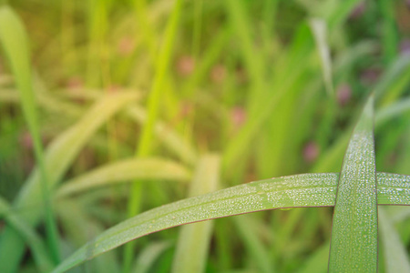 绿色草甸特写与明亮的阳光。阳光明媚的春天背景. 草