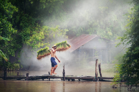 水稻养殖, 农民在雨季种植大米, 走在木桥当地的泰国
