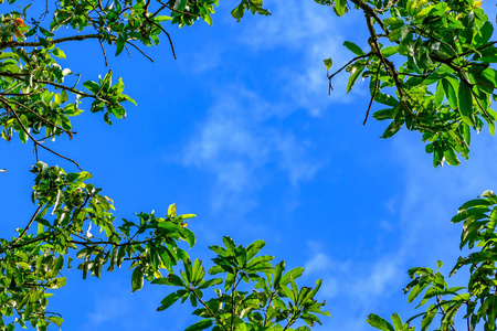 五颜六色的秋桨叶图片