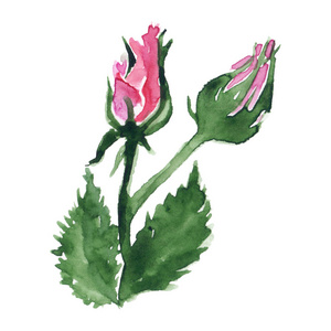 水彩粉红色红玫瑰花芽绿叶植物手工画剪贴画隔离