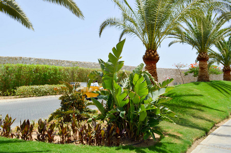 美丽的热带异国情调的棕榈树的树干顶端与蓝色的天空的大绿叶