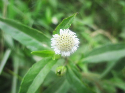 五颜六色的花朵, 美丽的自然