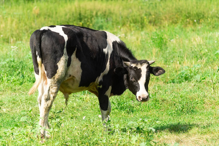 在阳光明媚的夏日, 白黑牛站在草地的绿草上。