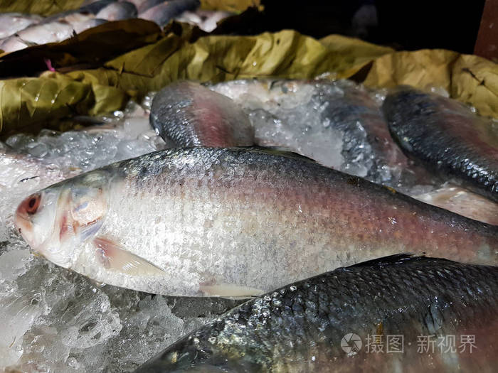 鳡鱼冬天是否进食图片