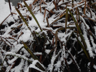 冬季纹理雪白色背景和对象图片