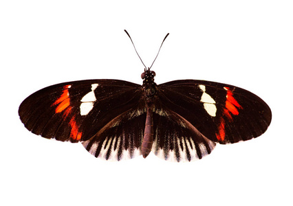 普通邮差蝶 Heliconius melpomene 在白色背景下隔离