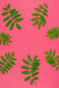 创意平躺顶视图模式与新鲜的绿色罗恩树叶在明亮的粉红色背景与复制空间最小双色调流行艺术风格, 框架模板的文本