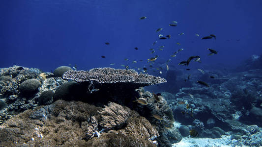 印度尼西亚一条布满鱼的珊瑚礁