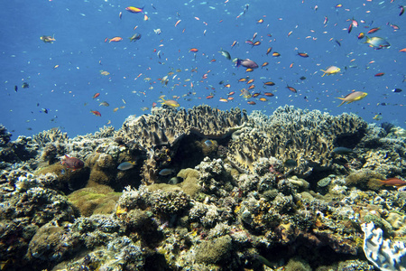 印度尼西亚一条布满鱼的珊瑚礁