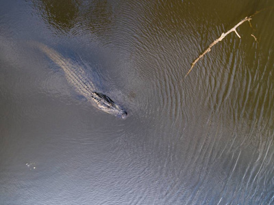 美国大鳄在移动海湾的空中拍摄