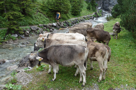 在奥地利阿尔卑斯山徒步旅行