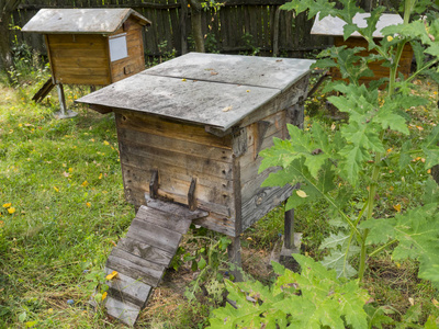 工蜂往往巢夏季后期蜜蜂院子里的褐色木蜂巢照片