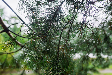 松树针上的水滴在模糊的背景上。针头上的水滴特写