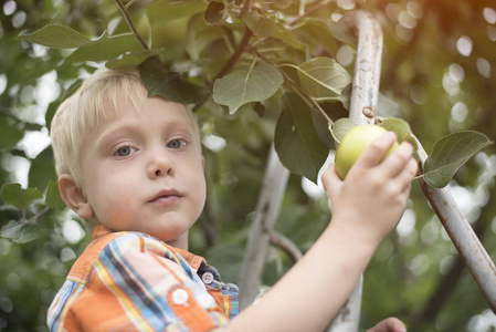 小金发男孩采摘苹果。肖像