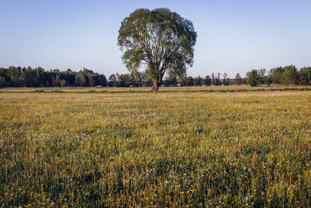 波兰 Masovian 省牧草上的单株树