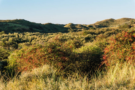 山楂灌木和沙丘山谷在清晨的光。荷兰北荷兰沙丘保护区, Egmond