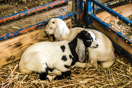 两只小羊羔睡在钢笔的角落里照片