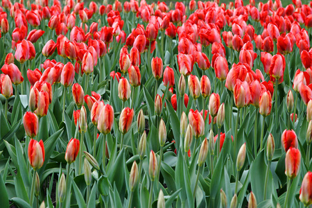 美丽的红色郁金香, 春天自然背景