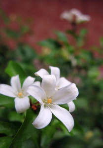 橘色的茉莉花花, 盛开时散发着淡淡的清香。