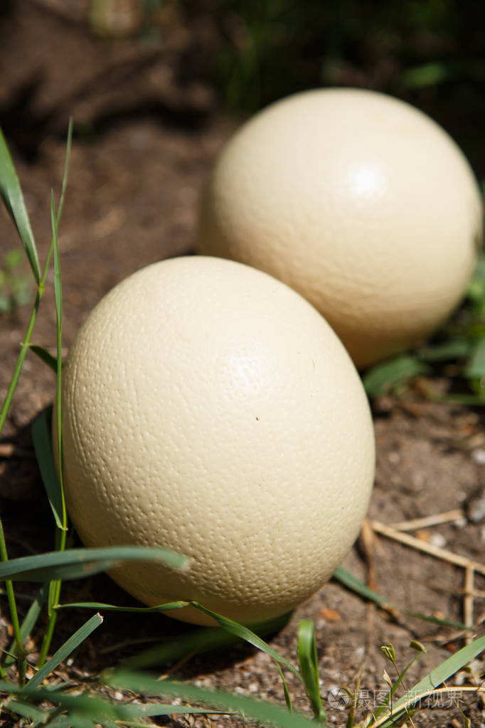 野生非洲鸵鸟蛋在地面上的户外.在奖杯之旅中烹调天然食物.
