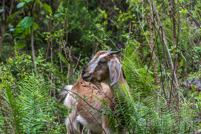 春天的草地和灌木的绿色灌木丛中的一只年轻的山羊