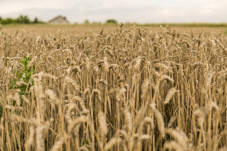 麦田的金色耳朵, 抵御多云的天空。农业。种植小麦。成熟的耳朵小麦。农业。天然产品