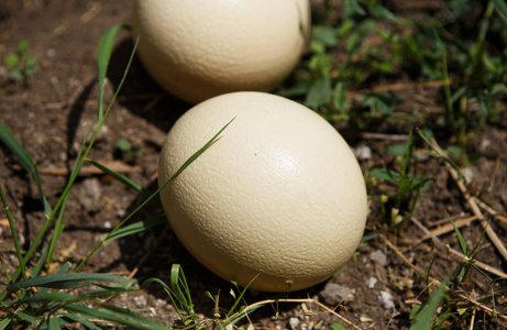 野生非洲鸵鸟图片