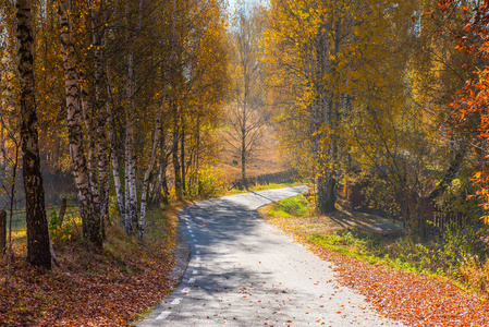 秋季落叶林的空路引领图片