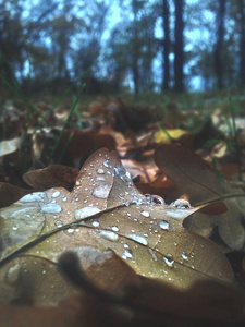 雨后树叶随滴水