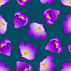 紫色的番红花花在蓝色靛蓝背景上。矢量插图