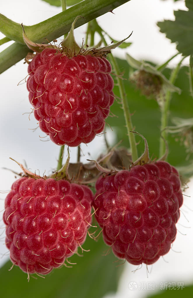 水果园新鲜覆盆子