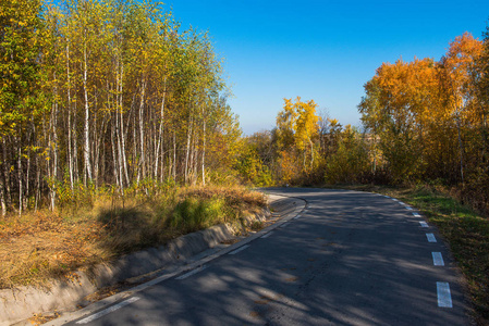 秋季落叶林的空路引领图片