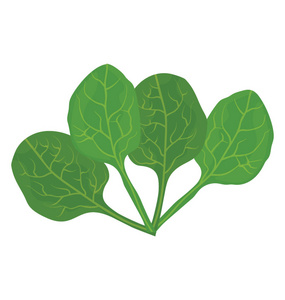 绿叶与静脉放置在一组图片菠菜叶子图标