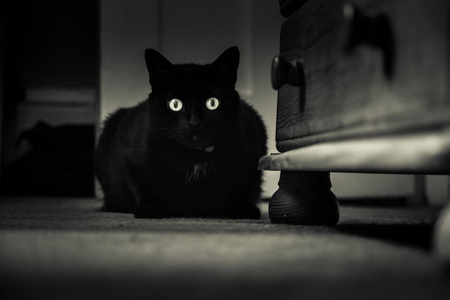 住在室内的一只漂亮的黑猫。成年猫的肖像。强反差单色外观