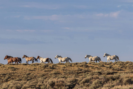 科罗拉多的野马群照片