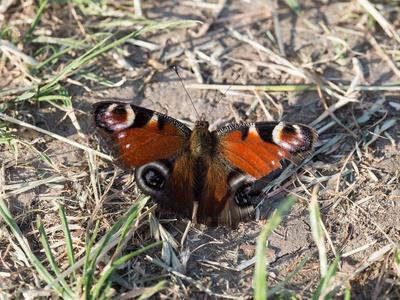 孔雀蝶 Aglais, 欧洲孔雀 坐在地上