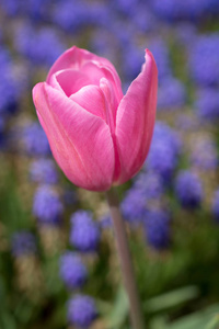 春园盛开的七彩郁金香花