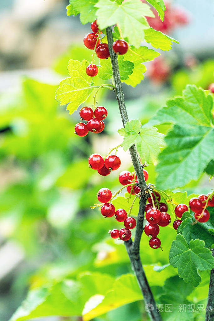 花园里灌木上的红醋栗浆果