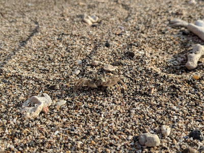 螃蟹在沙上