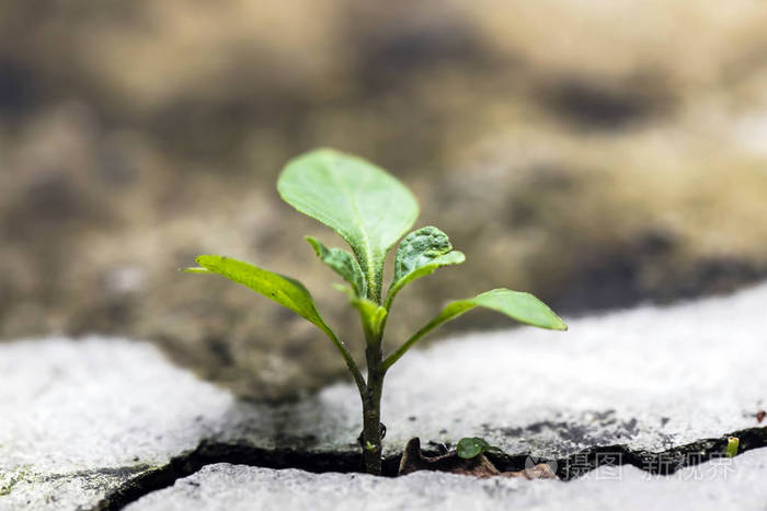 干土裂缝的新生活