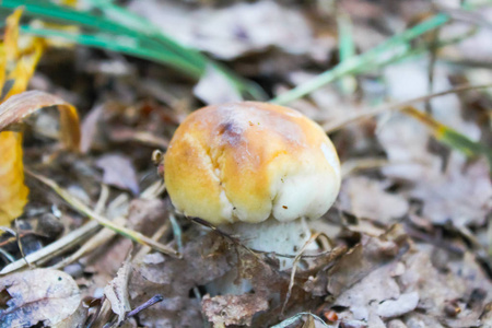在森林里的蘑菇