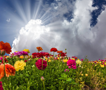 蓝天和积云被温暖的春天的太阳照亮.