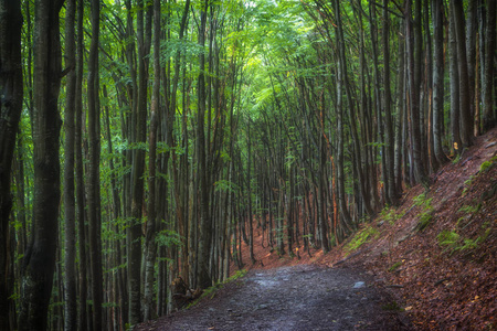 夏天山毛榉森林在山的山坡, 乌克兰喀尔巴阡山