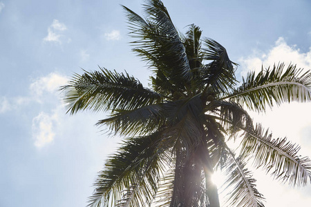 椰树蓝天, 夏日晴朗的天空, 复古和复古色调